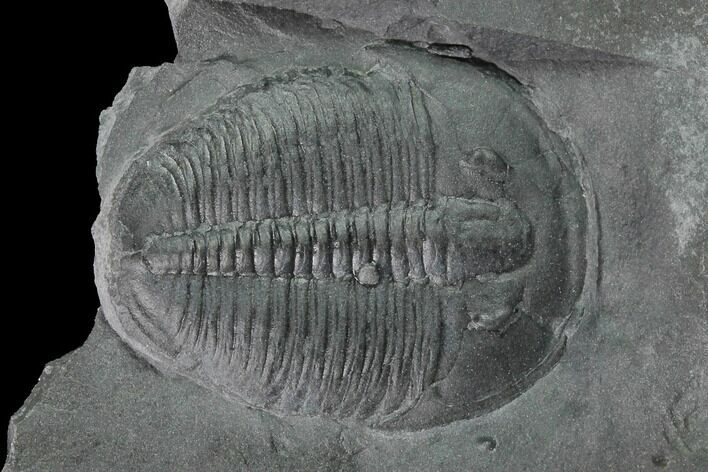 Elrathia Trilobite Fossil - Utah #139615